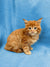 Fluffy orange Maine Coon kitten with wide eyes on a blue backdrop