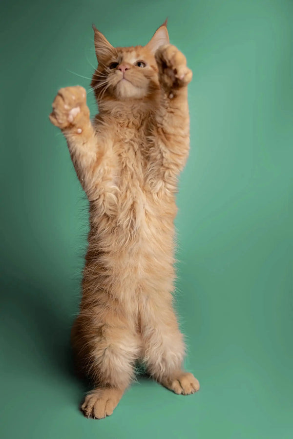 Fluffy orange Maine Coon kitten standing on hind legs with paws raised