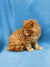 Fluffy orange Maine Coon kitten sitting alert, perfect for any cat lover