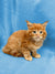 Adorable ginger Maine Coon kitten with fluffy fur and bright eyes in Daytona product