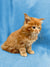 Ginger Maine Coon kitten with fluffy fur sitting upright, perfect for cuddles