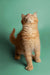 Curious Ginger Maine Coon Kitten looking up in the Daytona product image