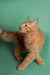 Orange tabby Maine Coon kitten with fluffy fur and alert expression