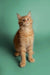 Orange tabby Maine Coon kitten sitting upright with an alert expression