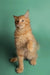 Orange tabby kitten sitting up with paw raised, perfect for anyone loving Maine Coon kittens