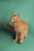 Orange tabby Maine Coon kitten with fluffy fur and pointy ears, super adorable!