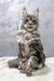 Gray Maine Coon Cat from Debut | Maine Coon Kitten product collection