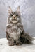 Gray Maine Coon cat from the Debut Maine Coon Kitten collection looking adorable