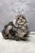 Gray and silver Maine Coon cat featured in Debut Maine Coon Kitten product