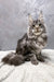 Gray tabby Maine Coon cat in the Debut Maine Coon Kitten product display