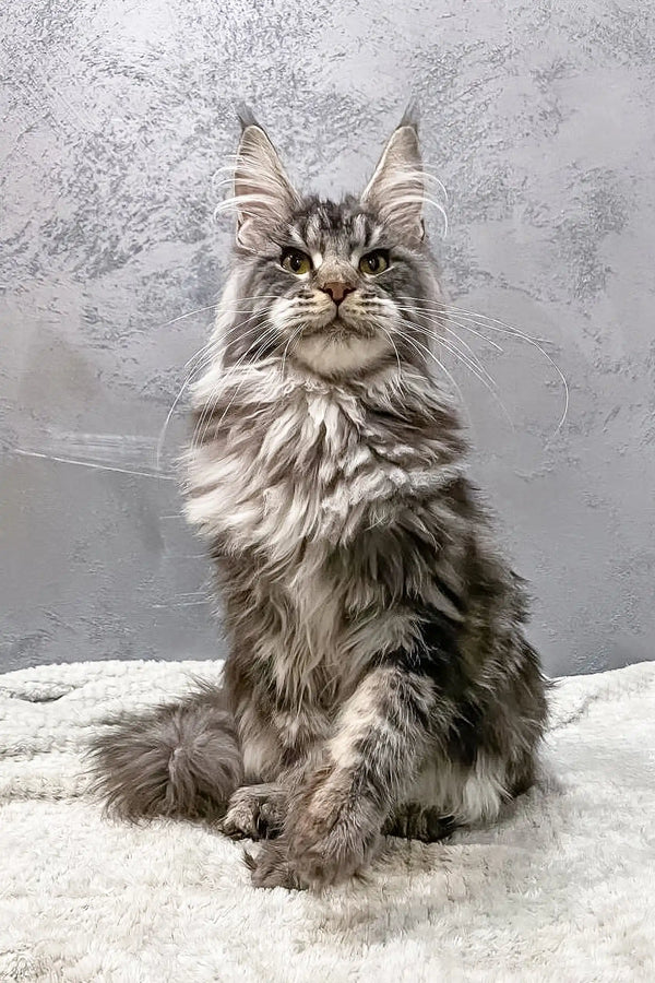 Gray and white Maine Coon cat from Debut Maine Coon Kitten collection