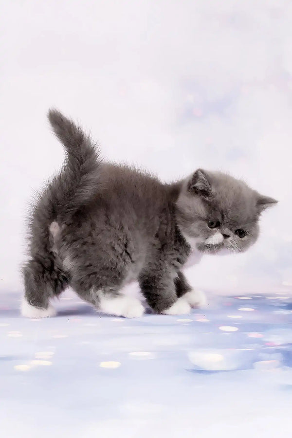 Deirin | exotic shorthair kitten