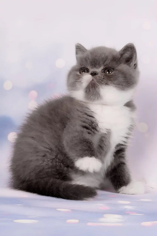Deirin | exotic shorthair kitten