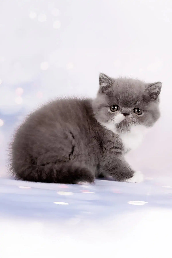 Deirin | exotic shorthair kitten