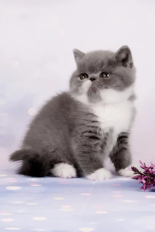 Deirin | exotic shorthair kitten
