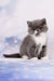 Deirin | exotic shorthair kitten