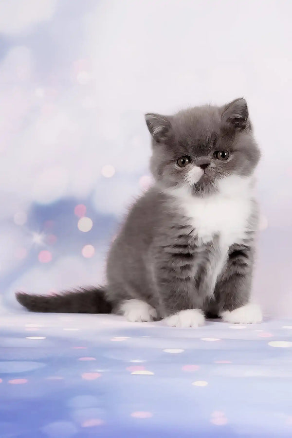 Deirin | exotic shorthair kitten