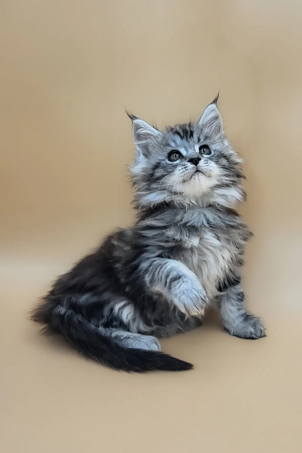 Deisi | maine coon kitten