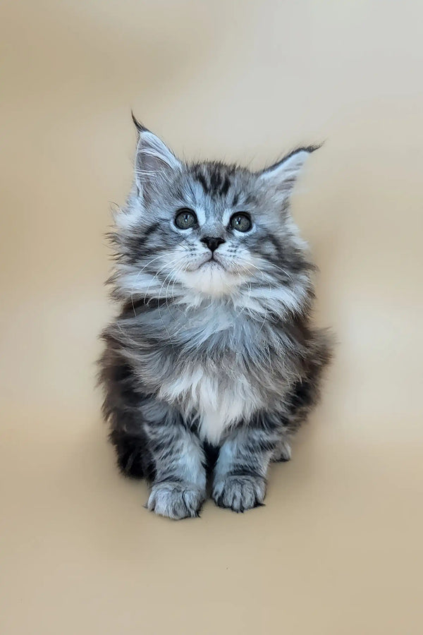 Deisi | maine coon kitten