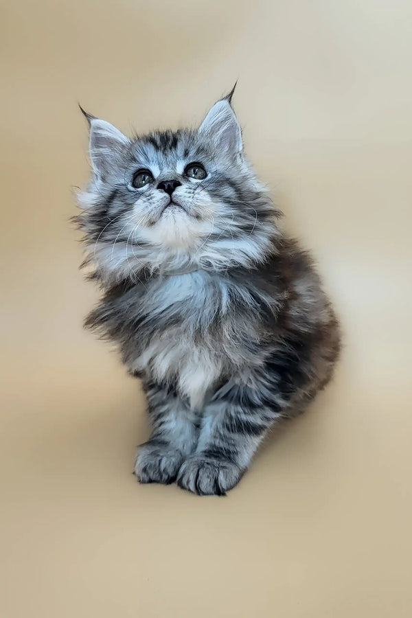 Deisi | maine coon kitten