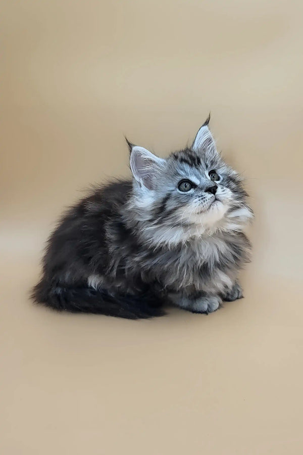 Deisi | maine coon kitten
