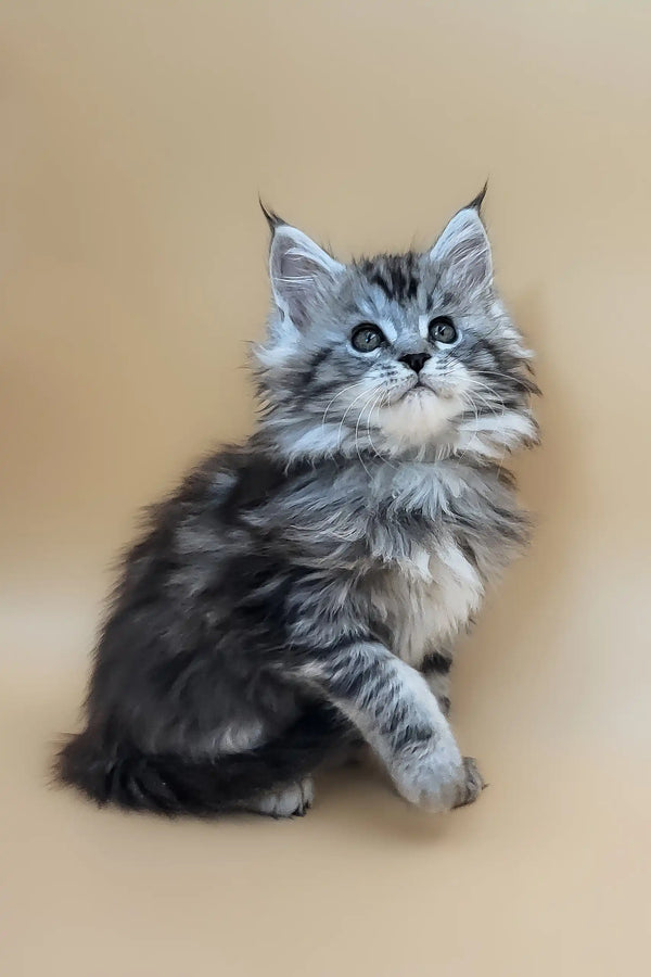 Deisi | maine coon kitten