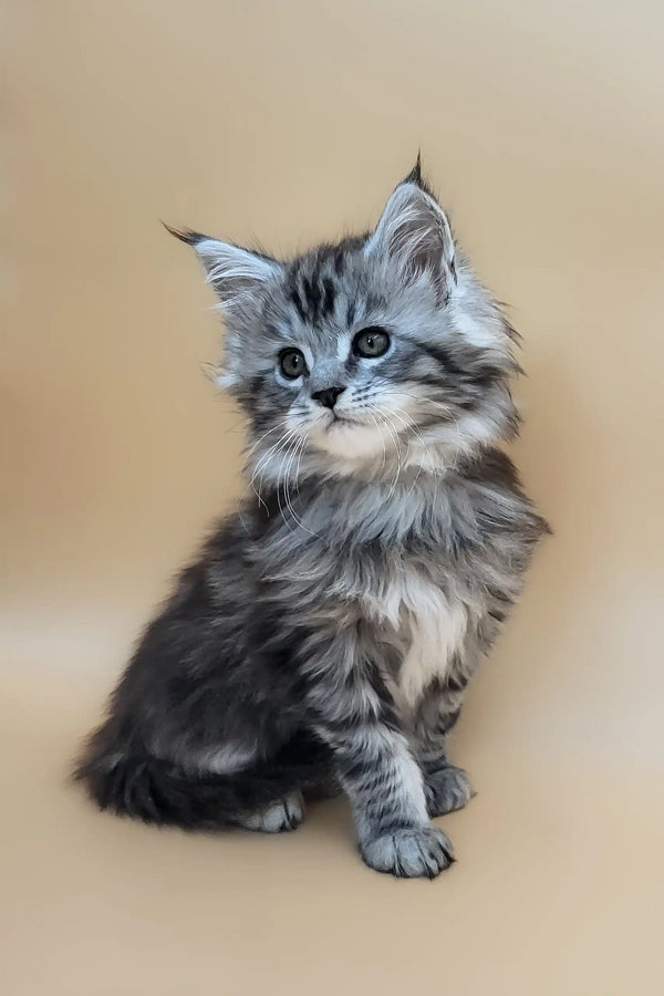 Deisi | maine coon kitten