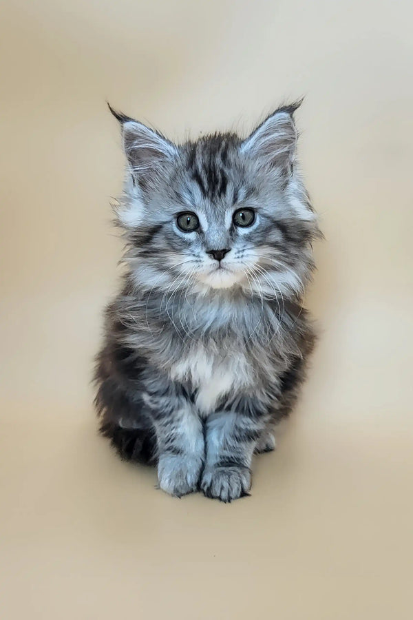 Deisi | maine coon kitten