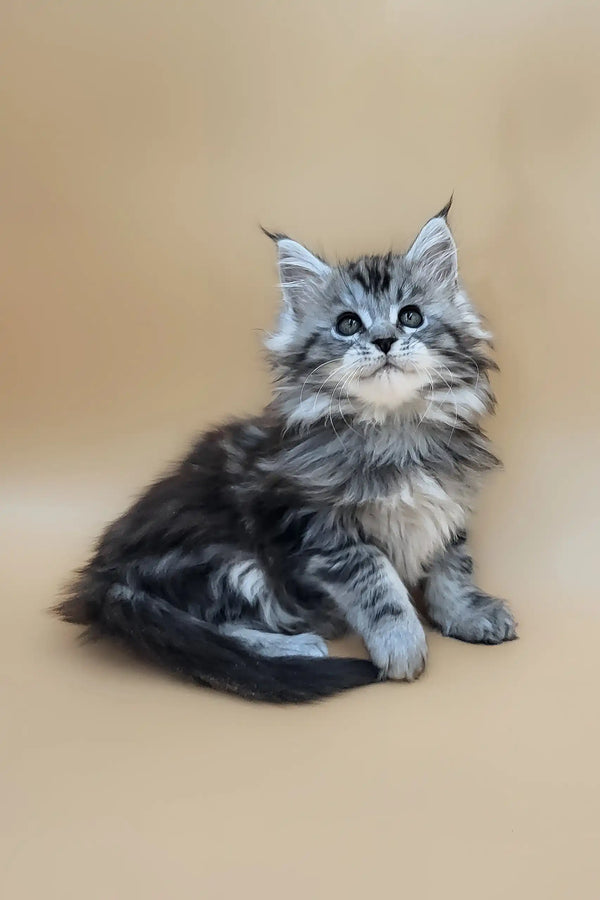 Deisi | maine coon kitten