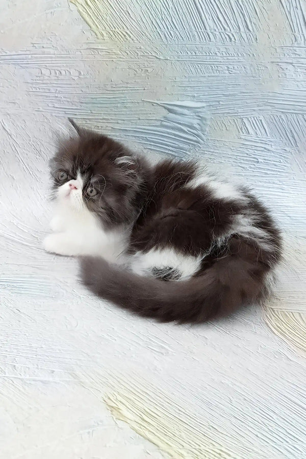 Deissika | persian kitten