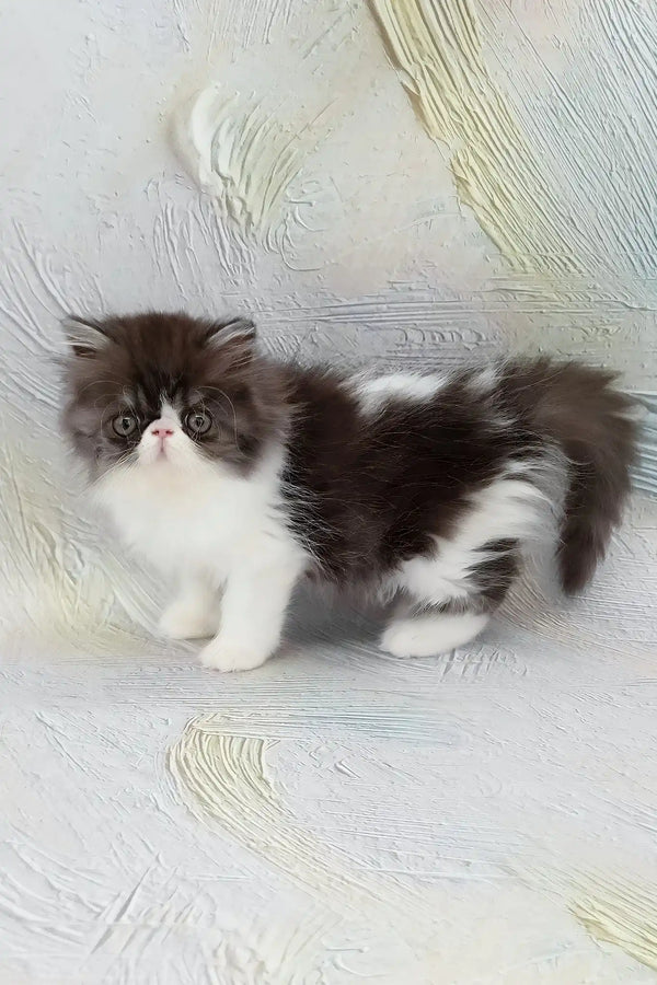 Deissika | persian kitten