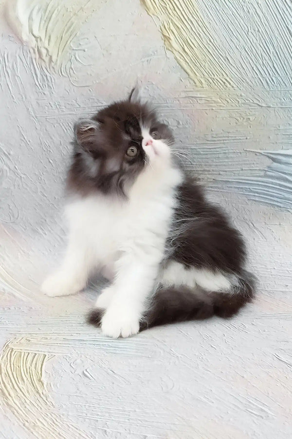 Deissika | persian kitten