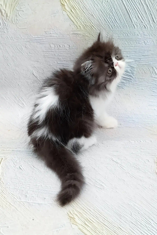 Deissika | persian kitten