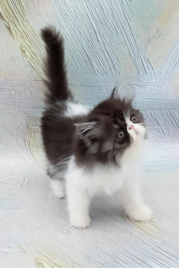 Deissika | persian kitten