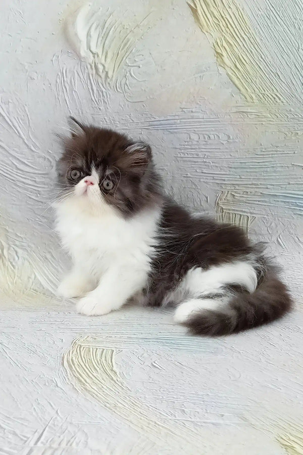 Deissika | persian kitten