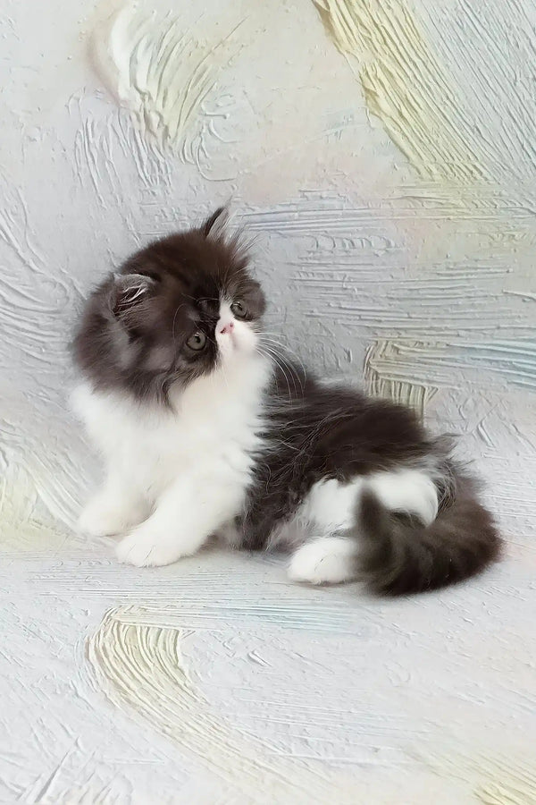 Deissika | persian kitten