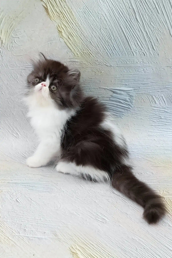 Deissika | persian kitten