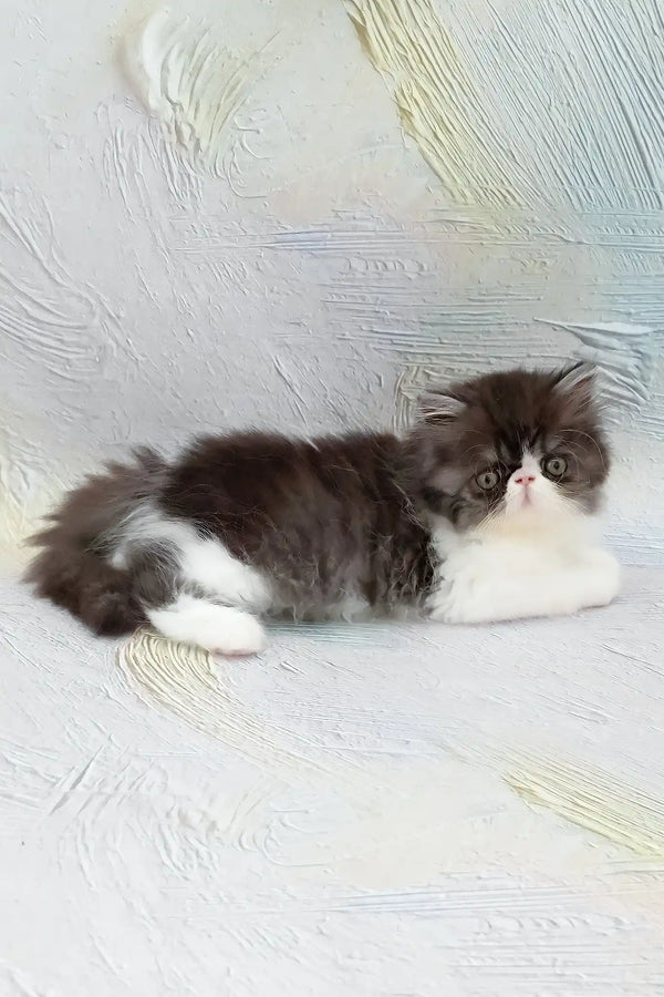 Deissika | persian kitten