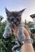 Cute gray fluffy kitten held in hand, perfect for a Dekster Maine Coon lover