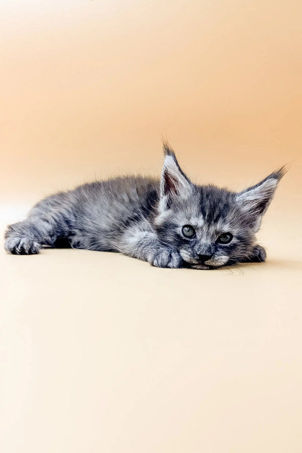 Gray Dekster Maine Coon kitten lounging with alert blue eyes