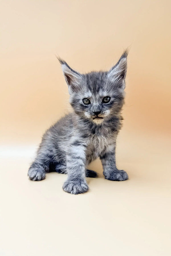 Gray tabby Maine Coon kitten with blue eyes and alert ears sitting upright in Dekster