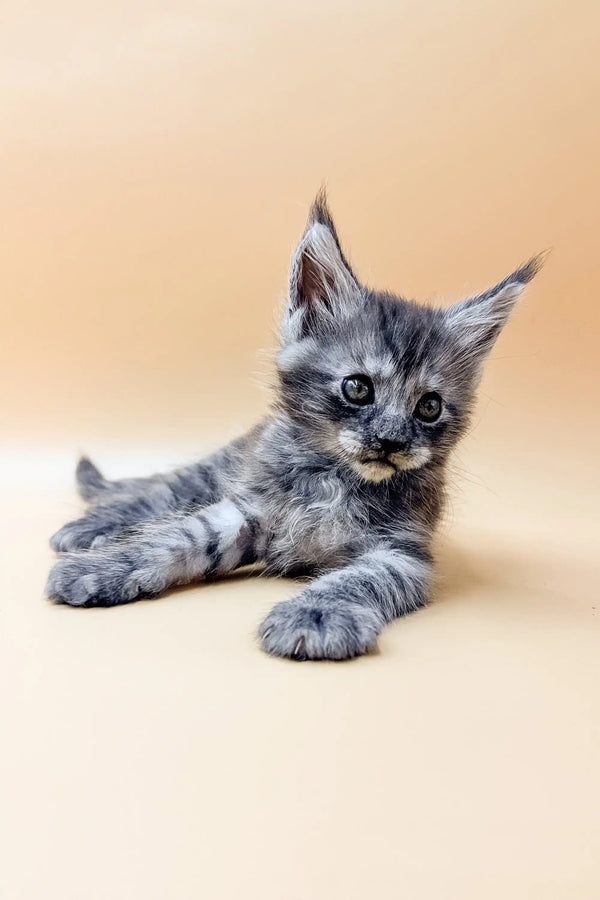 Gray tabby Maine Coon kitten Dekster lounging with paws outstretched