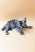 Gray tabby kitten lying down, perfect for a Dekster Maine Coon Kitten lover