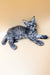 Gray tabby kitten lying side with paws outstretched for Dekster Maine Coon