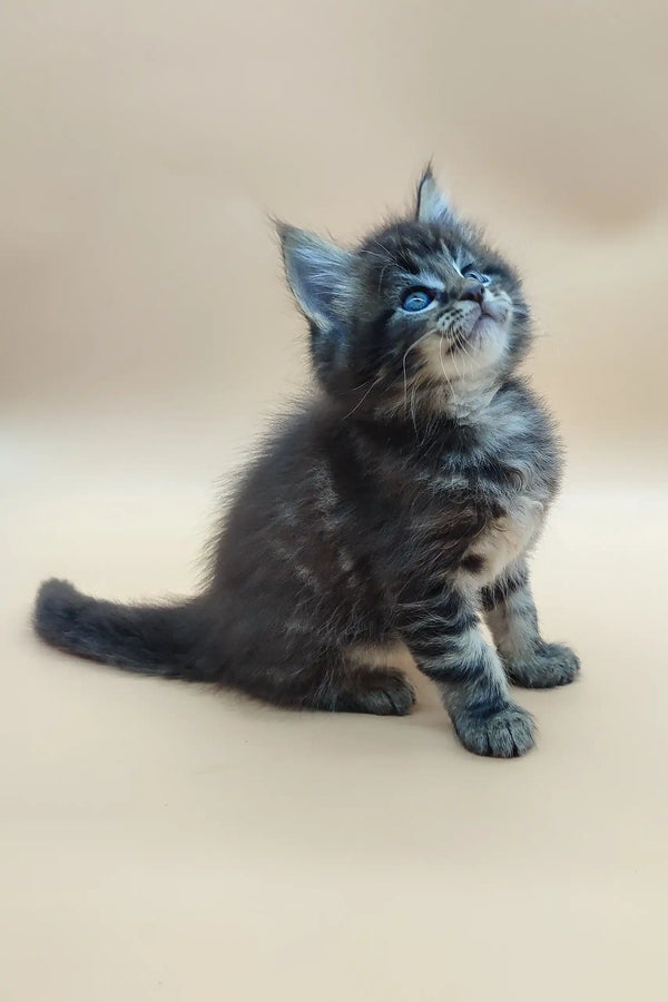 Fluffy gray Maine Coon kitten with bright blue eyes gazing up adorably