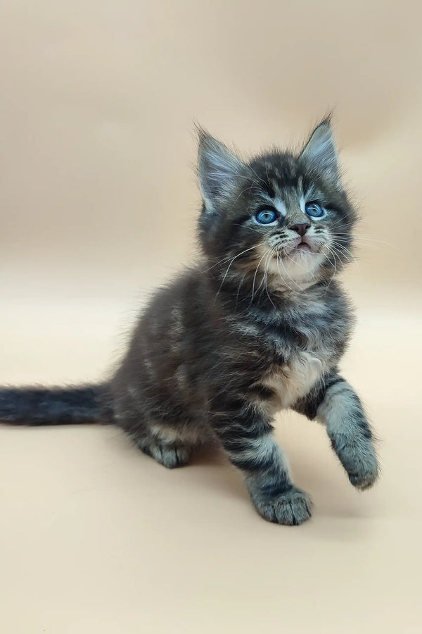 Fluffy gray tabby Maine Coon kitten with striking blue eyes looking playful