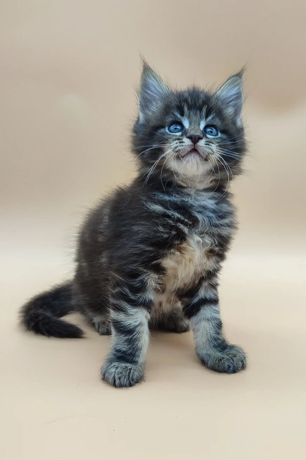 Fluffy gray and white Maine Coon kitten with stunning blue eyes for Delan product