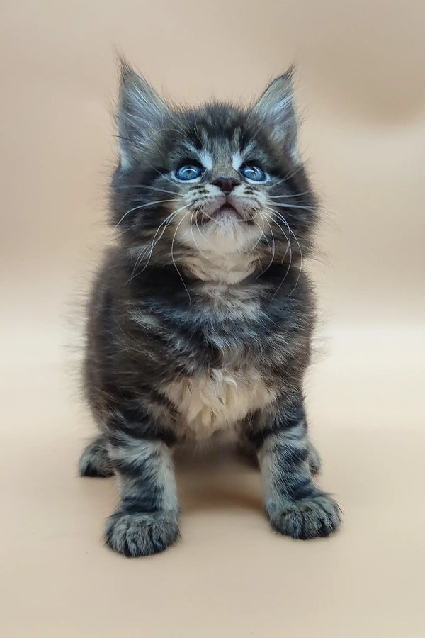 Fluffy grey and white Maine Coon kitten with stunning blue eyes standing proud