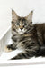 Delia | maine coon kitten