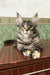 Delia | maine coon kitten